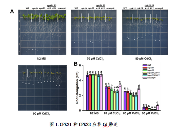 94721cc161994a0da3d0906207d91b71.png 图1_副本.png