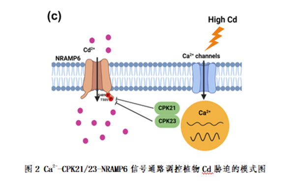 edc532b5e18b438dac5dc4a8c0c0d525.png 图2_副本.png